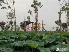 金湖2017荷花节明星,明星璀璨，荷韵飘香盛宴启幕”
