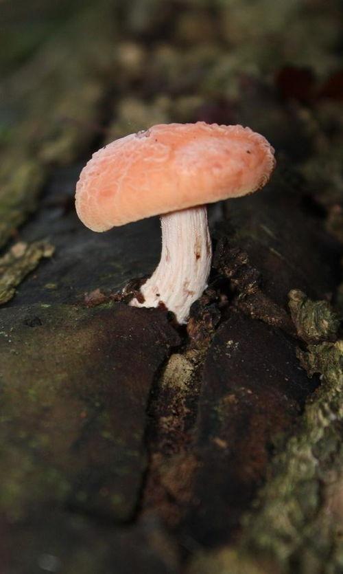 网盖红褶伞,探寻古典之美与自然之韵