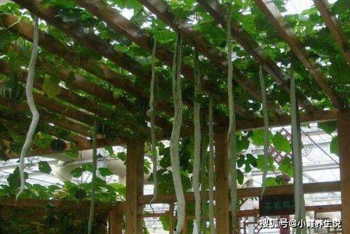 小巷人家为啥吃蛇瓜,探寻小巷人家偏爱蛇瓜的独特风味之谜