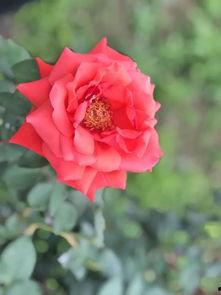 蔷薇吃瓜,揭秘娱乐圈背后的那些事儿