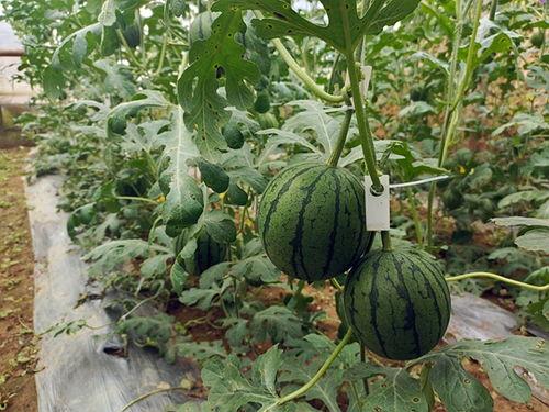 很小的瓜可以吃吗