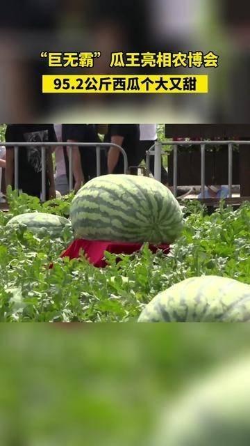 星链吃瓜,太空互联网的“吃瓜”之旅