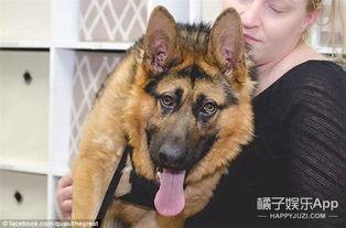 网红背犬,萌宠与时尚的跨界融合