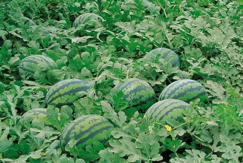 更新频繁的吃瓜群,热点事件实时追踪，每日新鲜资讯一览